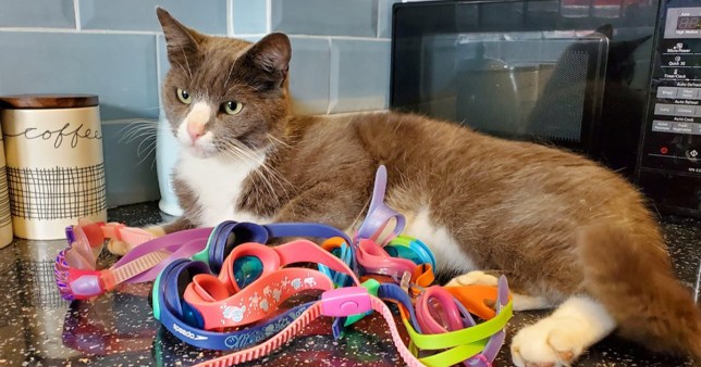 Il gatto Avery e la sua passione per gli occhialini da nuoto