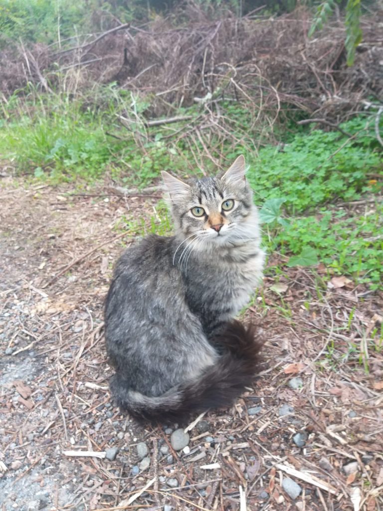 Colonia felina bruciata a Quartu Sant'Elena