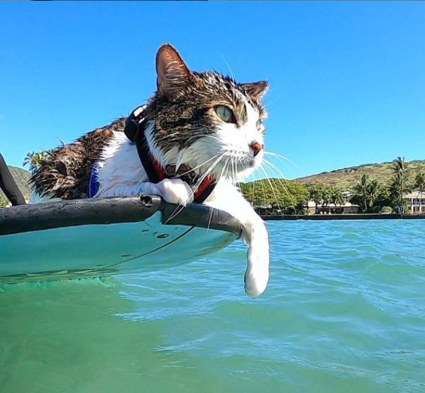 gatto fa surf