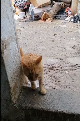 il dramma del gattile di ventimiglia