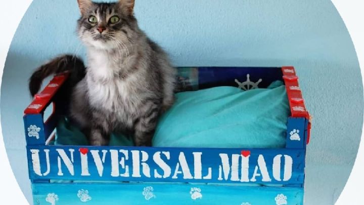 Un aiuto per la costruzione del gattile di Universal Miao