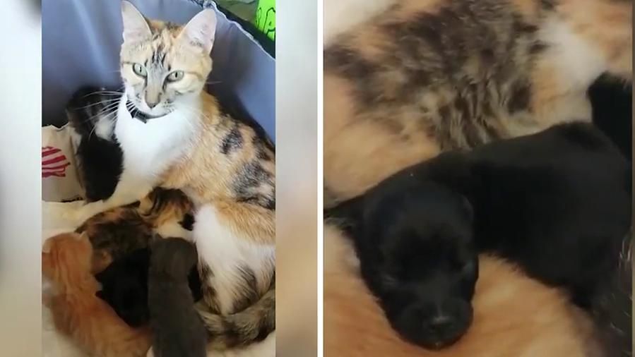 Mamma gatta Alita ha adottato due cagnolini orfani