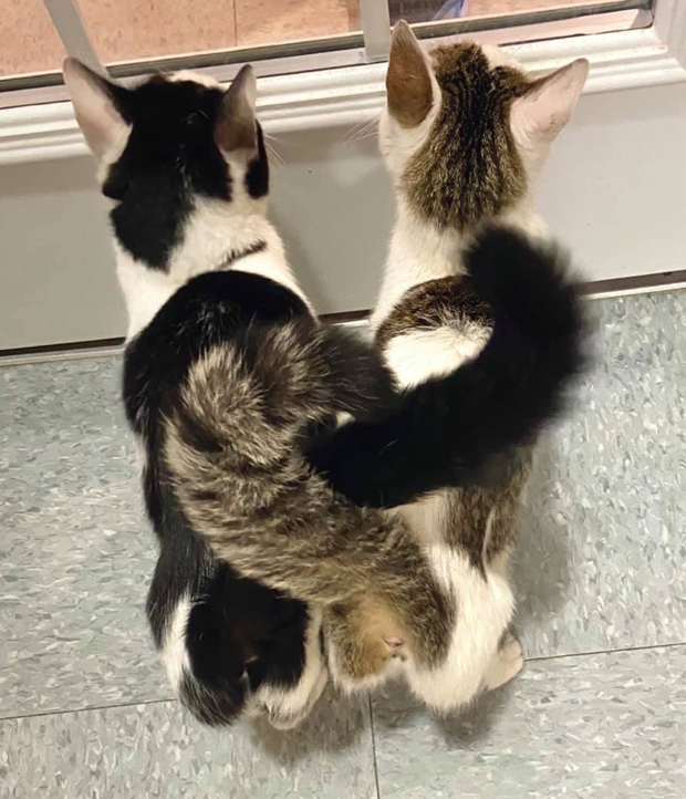 due gatte sorelle partoriscono insieme