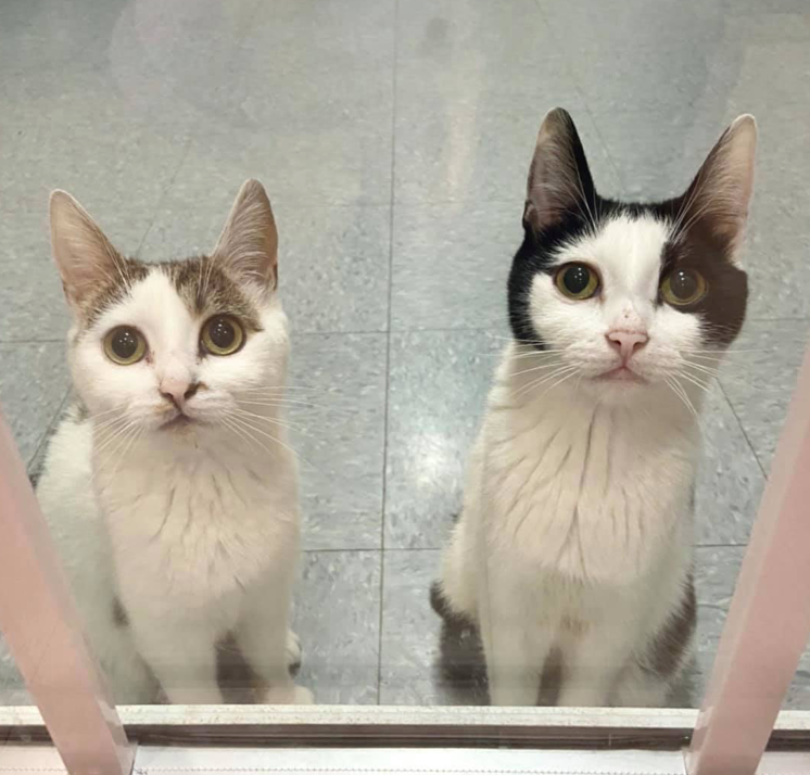 due gatte sorelle partiroscono insieme