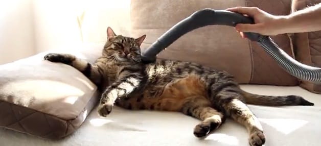 Video - gattini adorano l'aspirapolvere