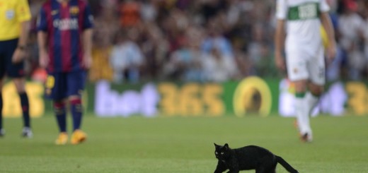 VIDEO - un gatto interrompe la partita del Barcellona e fa invasione di campo!