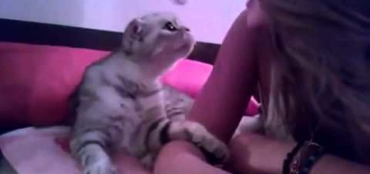 Video - gatto chiede un bacio alla sua padrona