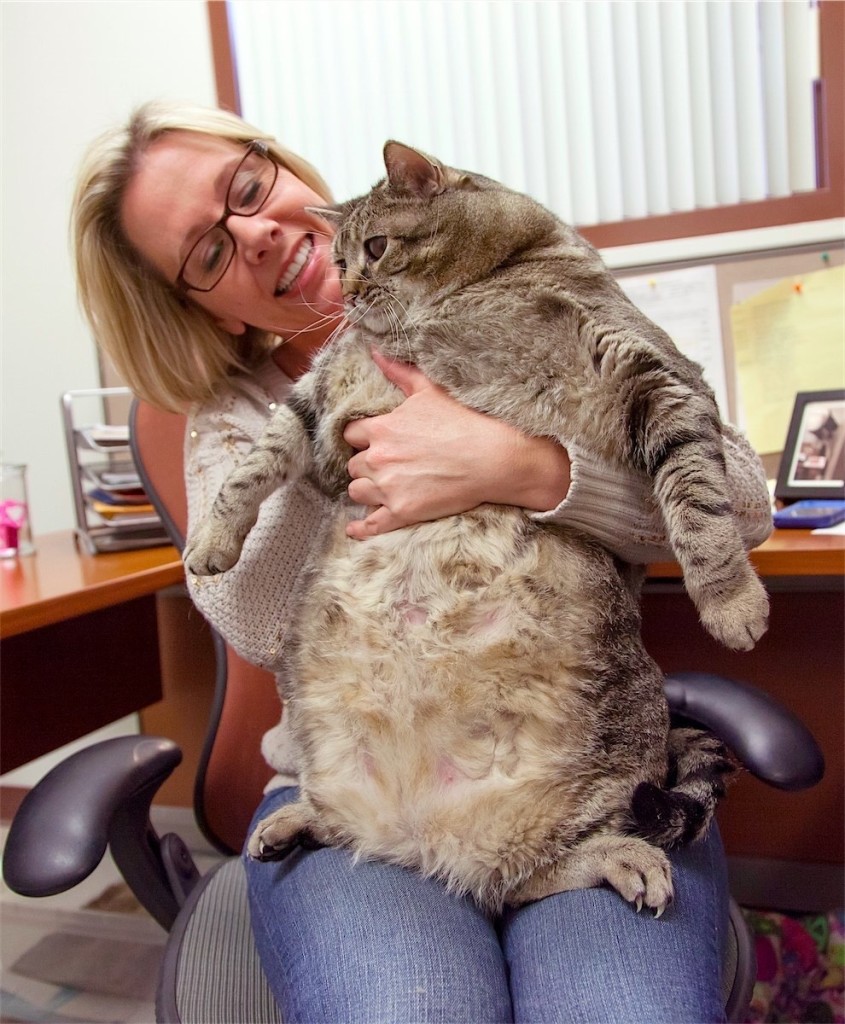 Polpetta, il gatto che pesa più di un bambino di tre anni…
