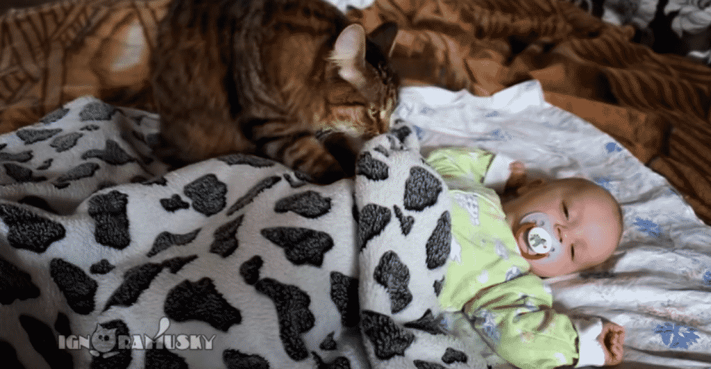 Video – gatto culla e fa addormentare un neonato