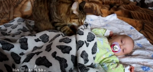 Video - gatto culla e fa addormentare un neonato