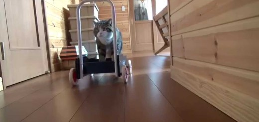 Video - il gioco preferito di gatto Maru: il carrello con le ruote!