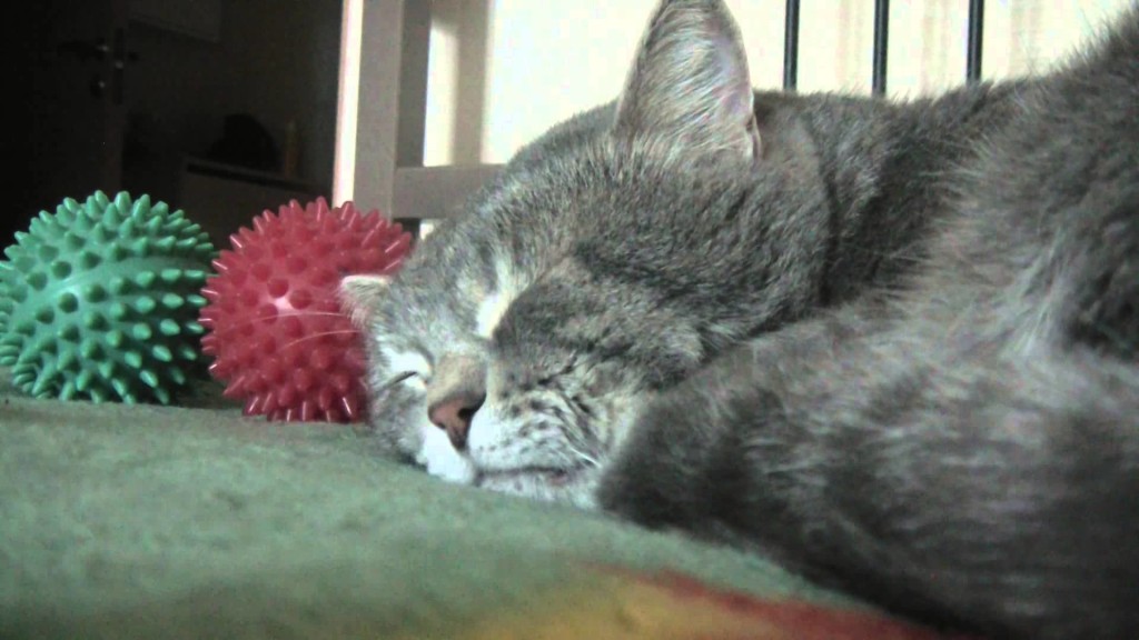 Video – l’umano tossisce e il gatto fa “quack”!