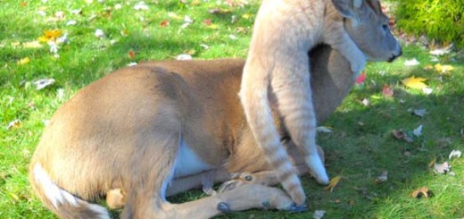 Foto & video - Un gatto ed un cucciolo di daino orfano fanno amicizia