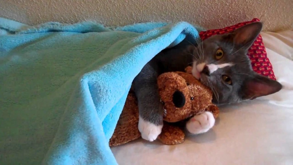 Video – Meesha, la gatta che dorme stretta al suo orsacchiotto