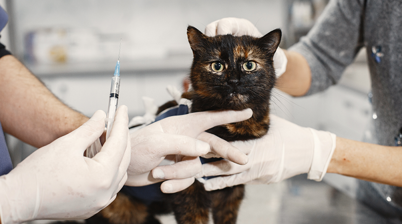 Vodka contro l’avvelenamento da antigelo nei gatti: un rimedio veterinario o un falso mito?