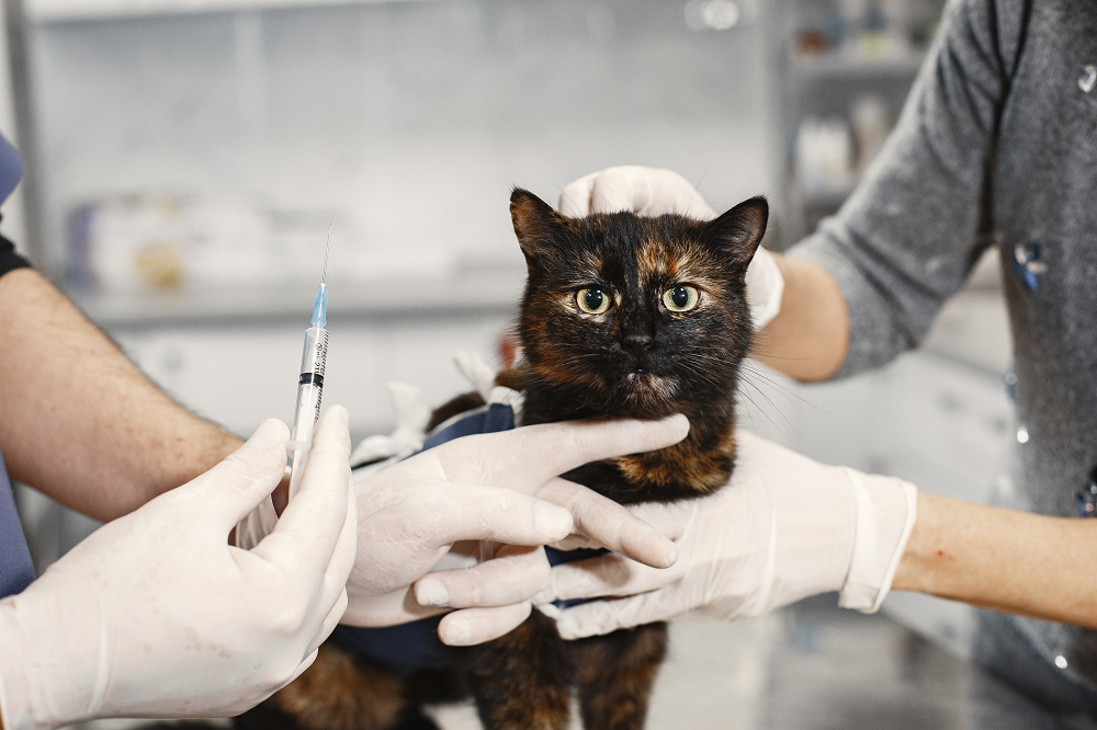 vodka contro avvelenamento da antigelo gatto