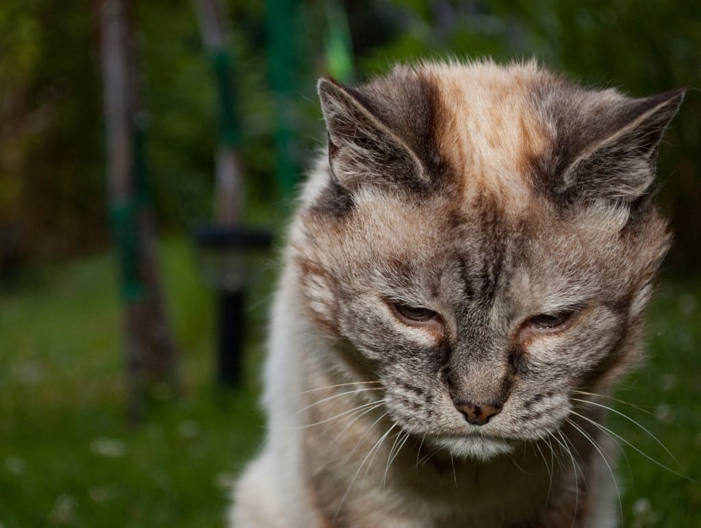 “Uccidi il tuo gatto se vecchio e malato”: consigli shock di una giornalista