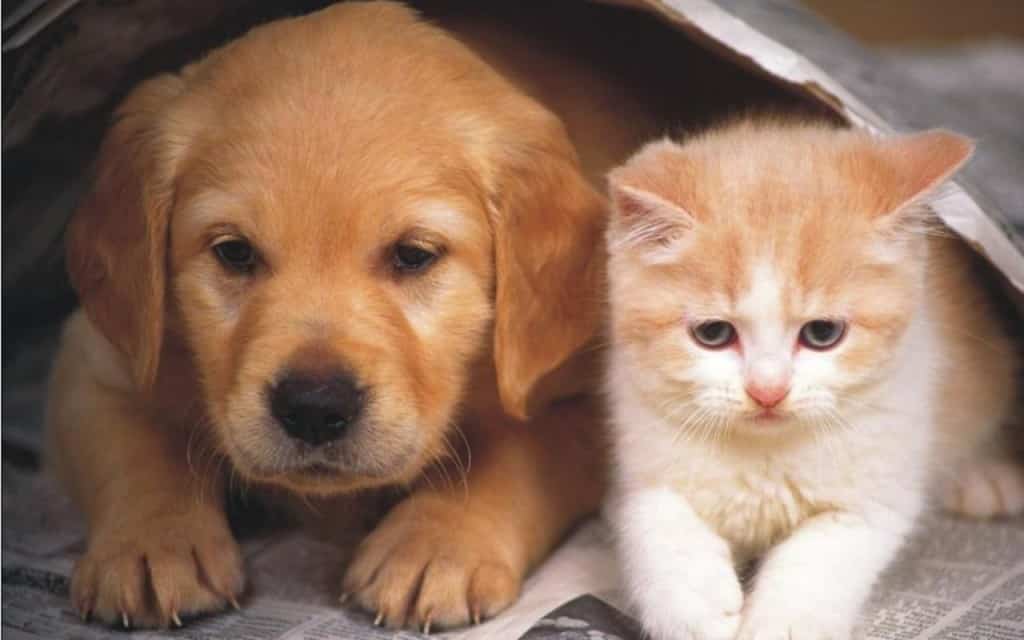 Ami i cani o i gatti? Ecco la tua personalità!