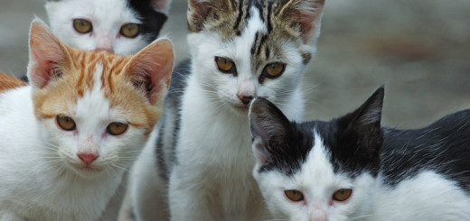 In Italia si mangiano 7000 gatti all'anno: realtà o bufala?