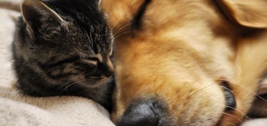 Quando cani e gatti si possono pignorare: in Italia la legge shock