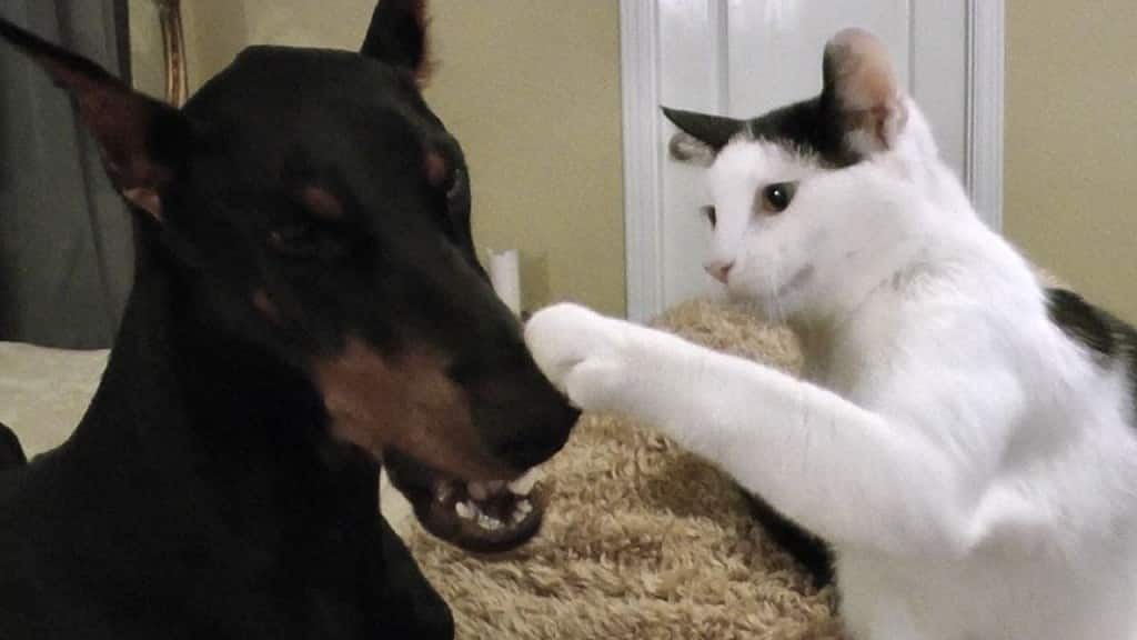 Video – Gattino vs Dobermann: chi la spunterà?