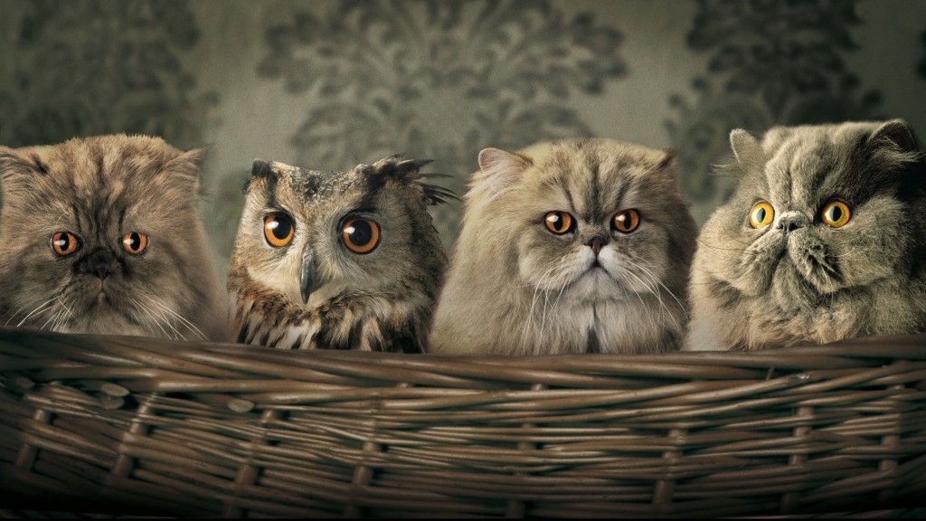 Video – Gatti e gufi? Una coppia perfetta!