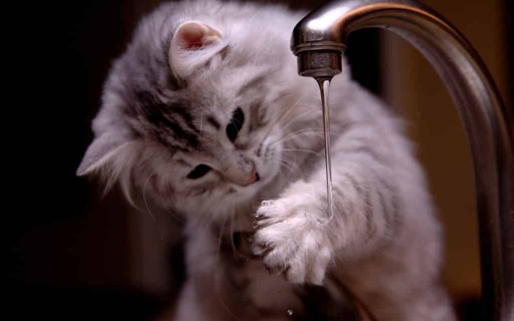 10 cose che solo chi ha un gatto può capire