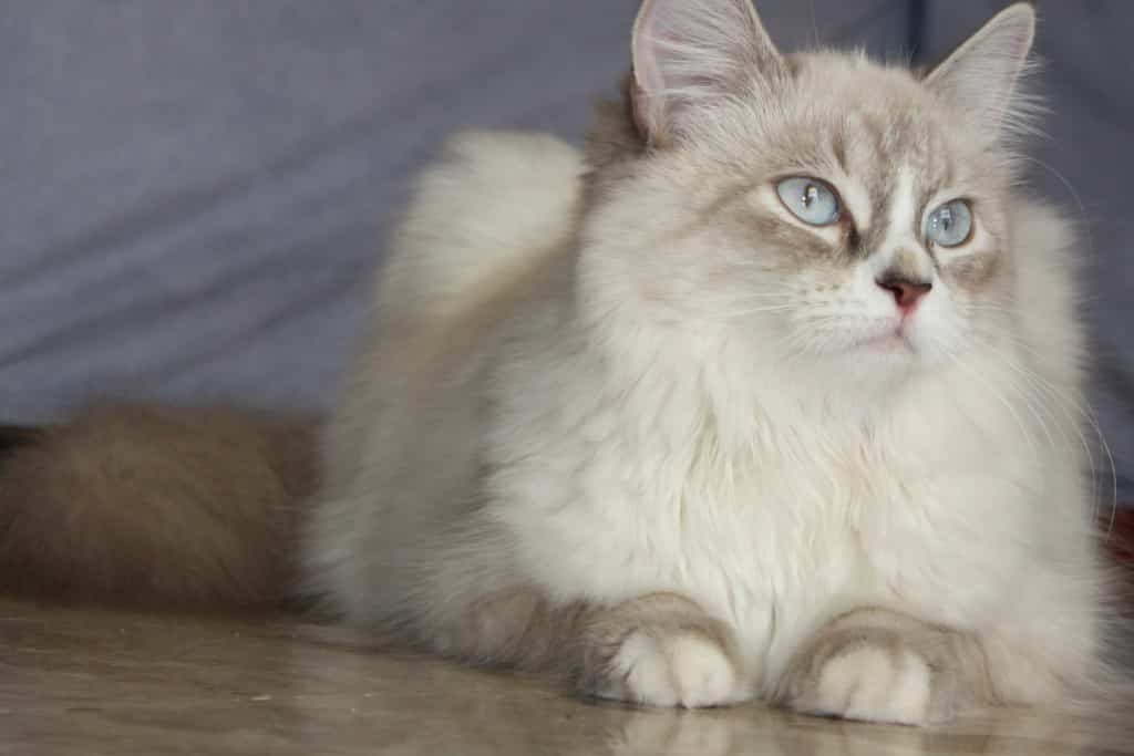 I gatti più belli del mondo sono all’Expo di Agrate Brianza