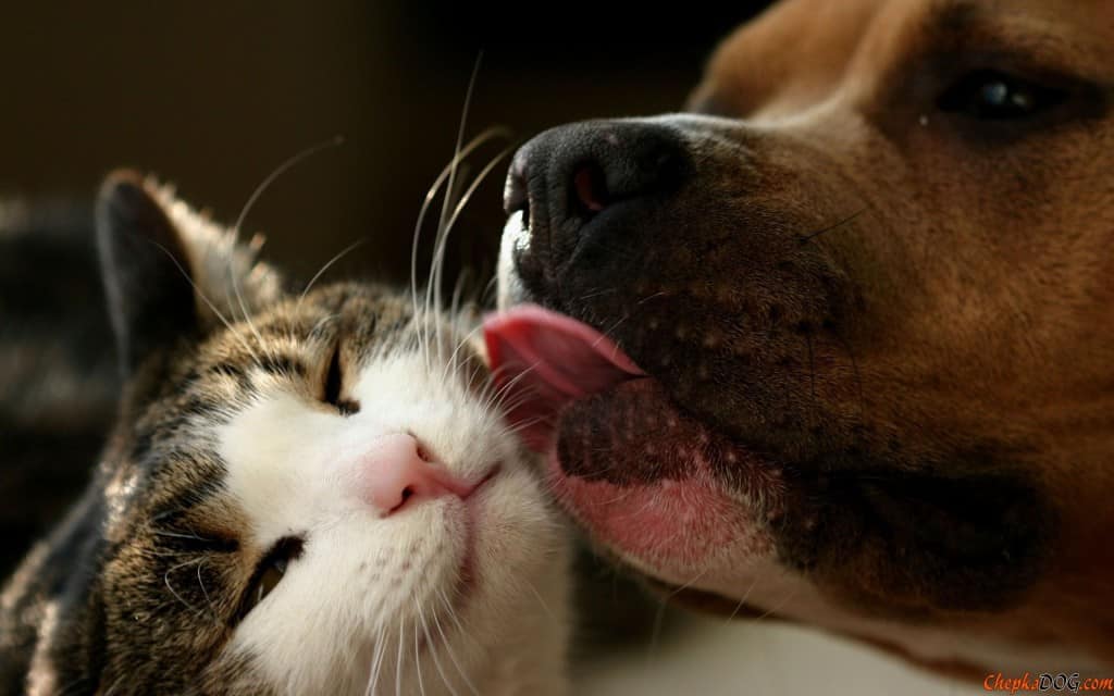 Lo studio: cani e gatti allungano la nostra vita