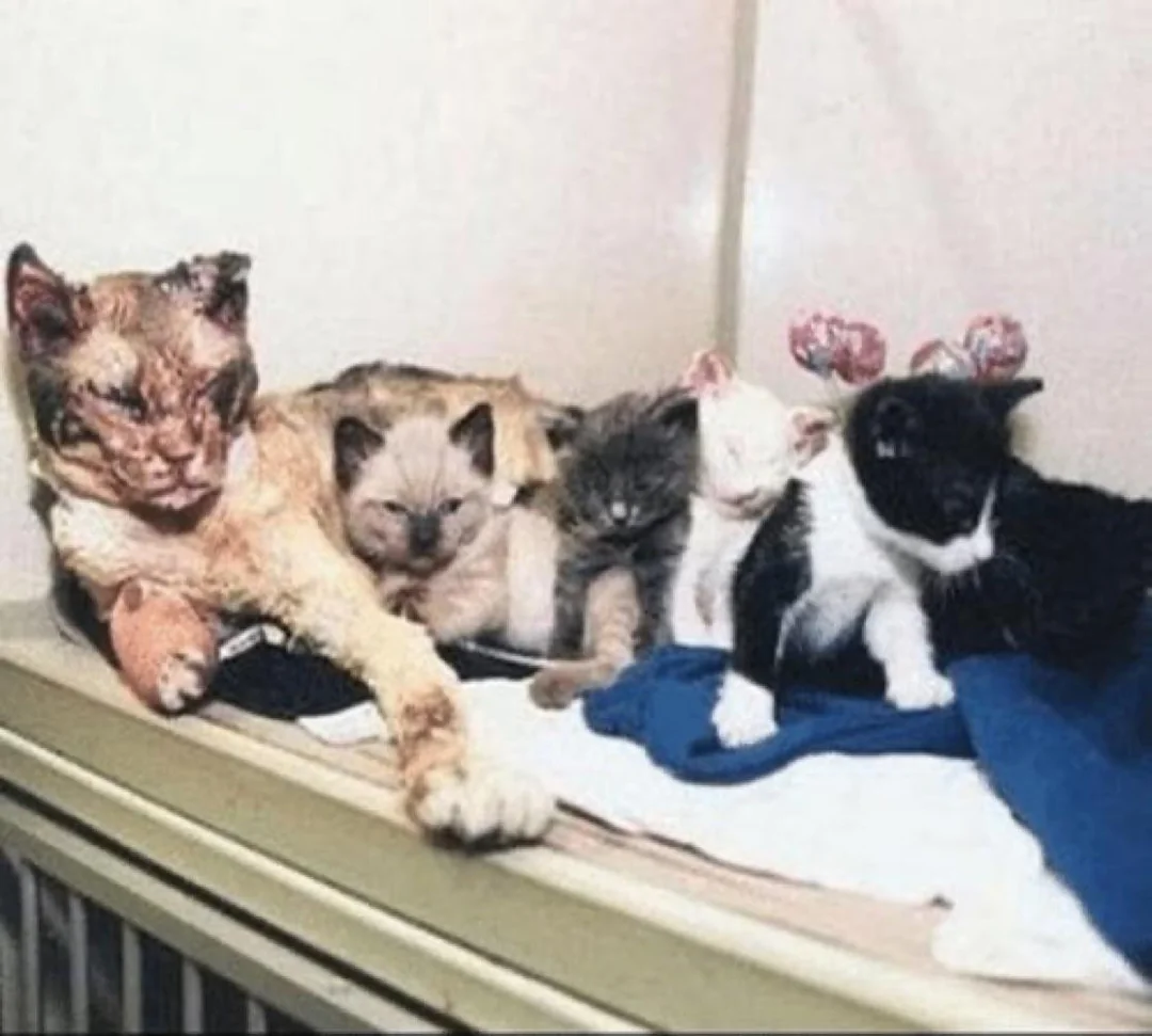 gatta scarlett che salvò tutti i figli da un incendio