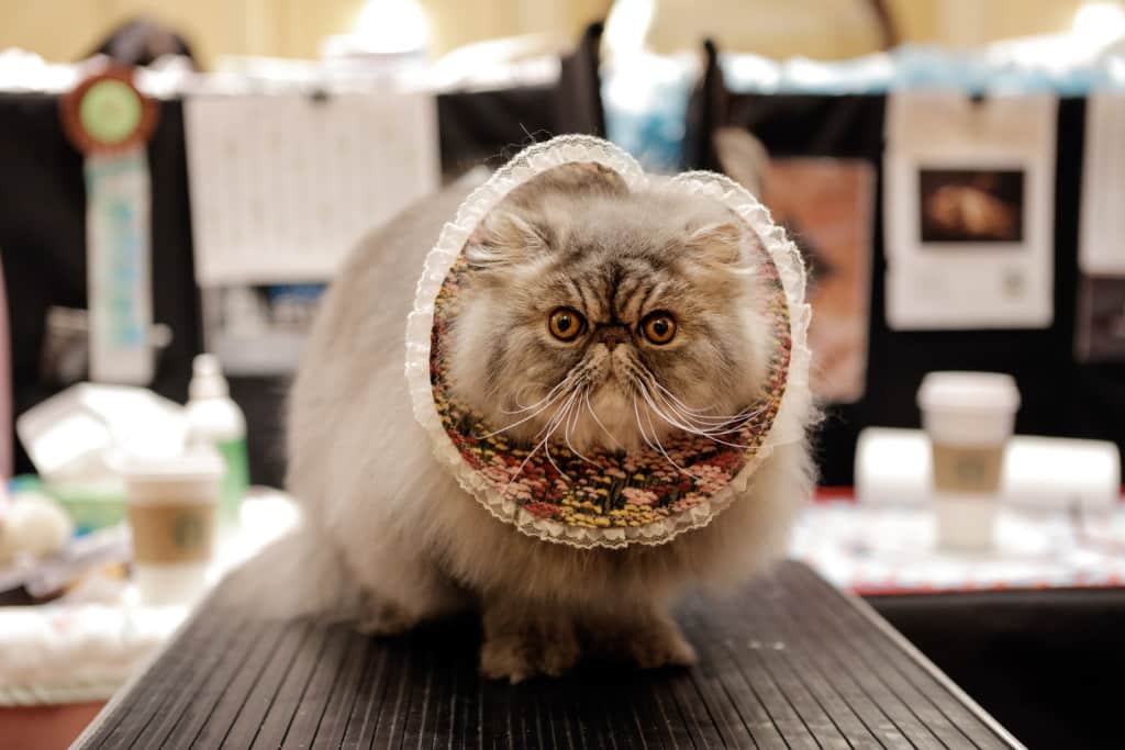 Foto – Gli adorabili gatti della mostra norvegese
