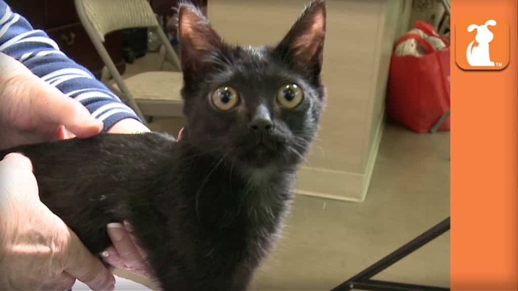 Video – Tumbelina, la gattina sulla sedia a rotelle