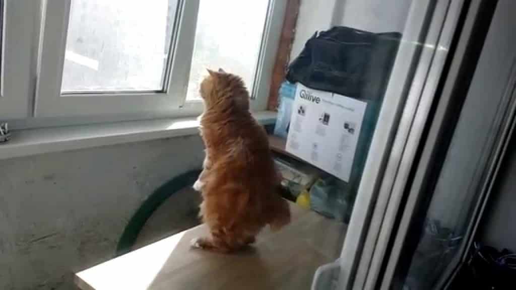 Video – Una gatta equilibrista!