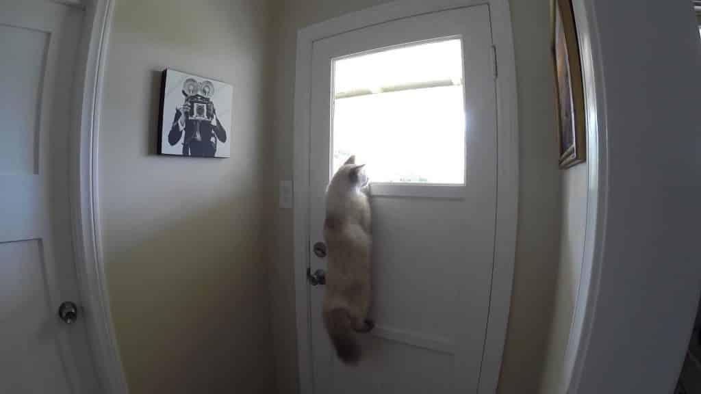 Video – Un gatto curiosone!