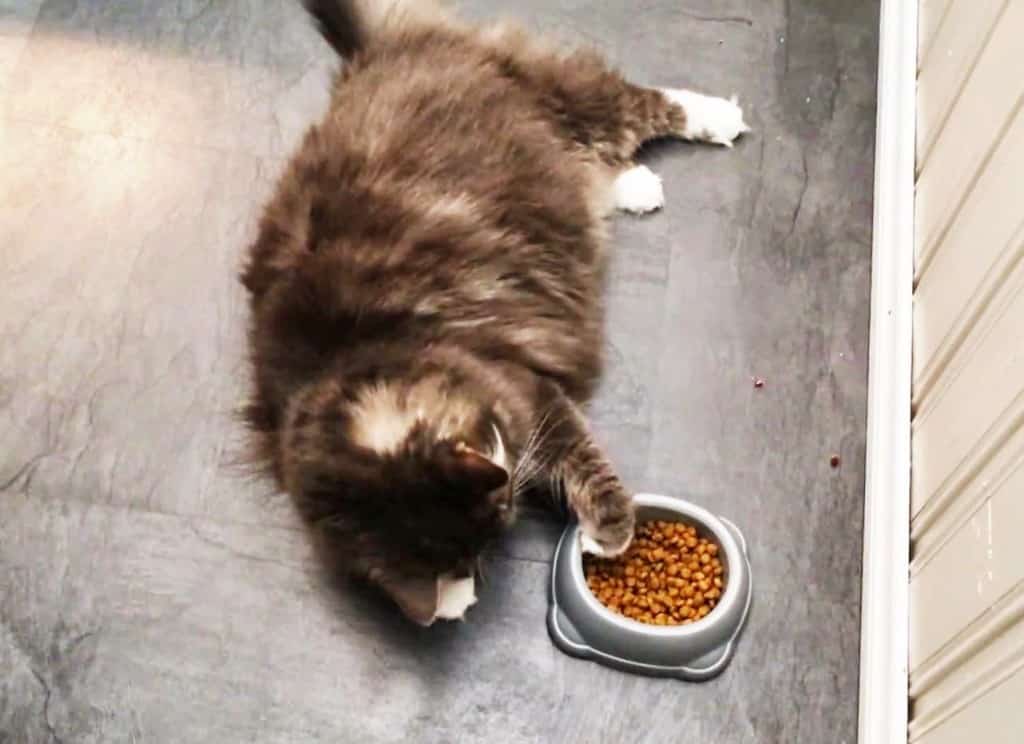 Ciotole per il gatto: quali scegliere e come pulirle