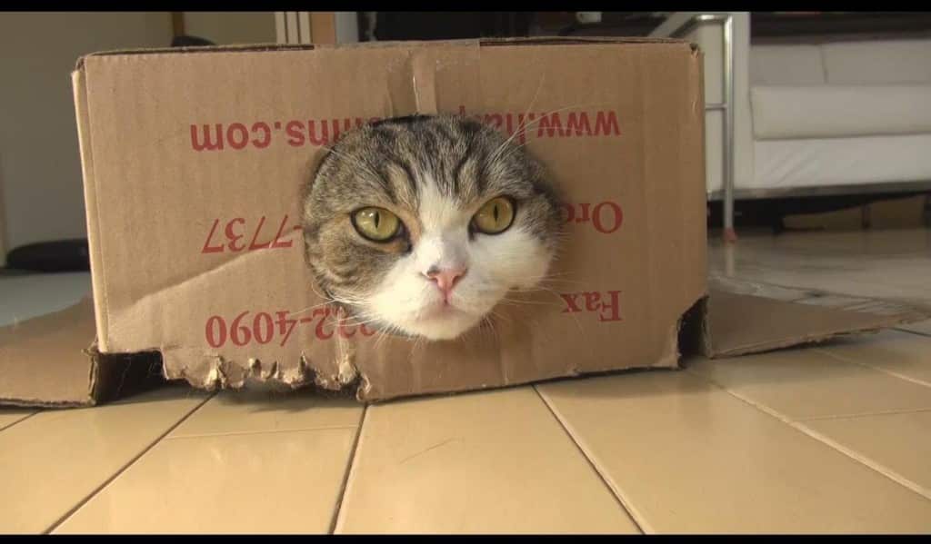 Video – L’ottavo compleanno di Maru