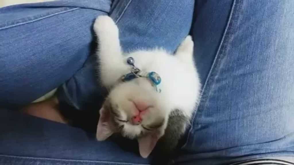 Video – Gattino si addormenta guardando il suo umano