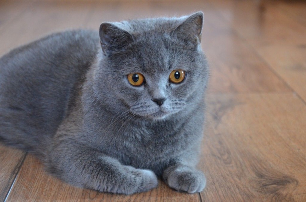 British Shorthair