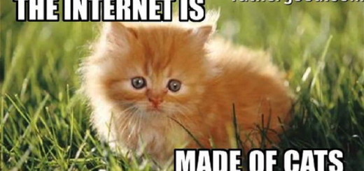 internet è fatto di gatti