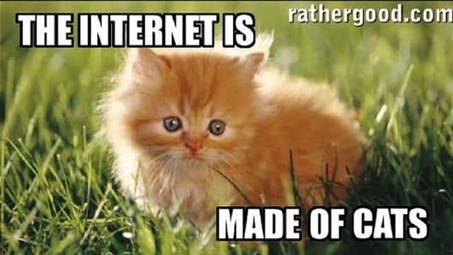 internet è fatto di gatti