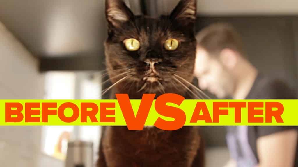 Come cambia la nostra vita prima e dopo l’adozione di un gatto