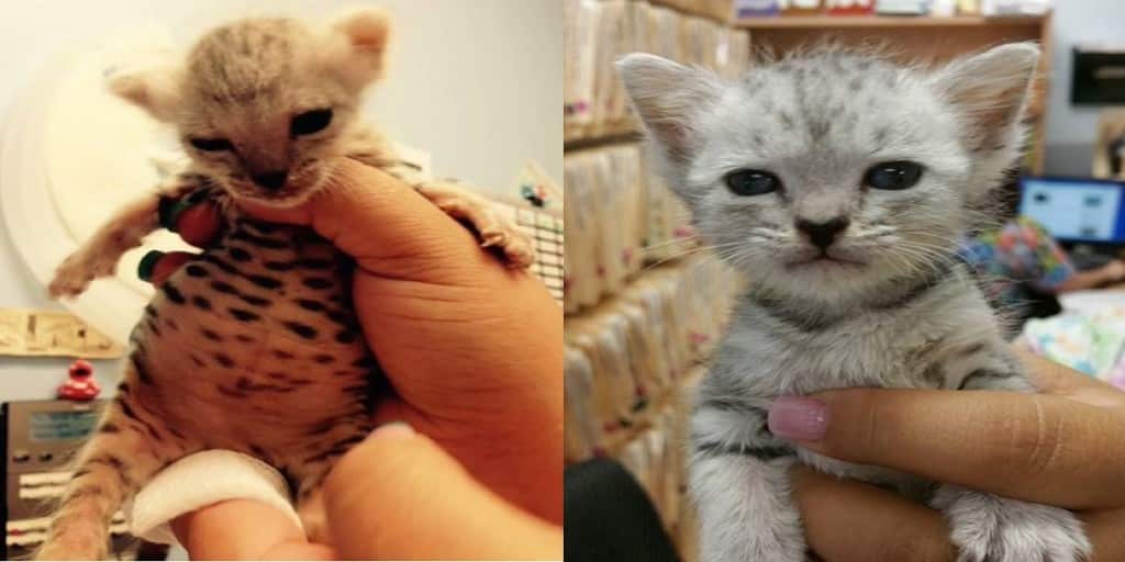 Foto – Yoda, il gattino che non si è arreso