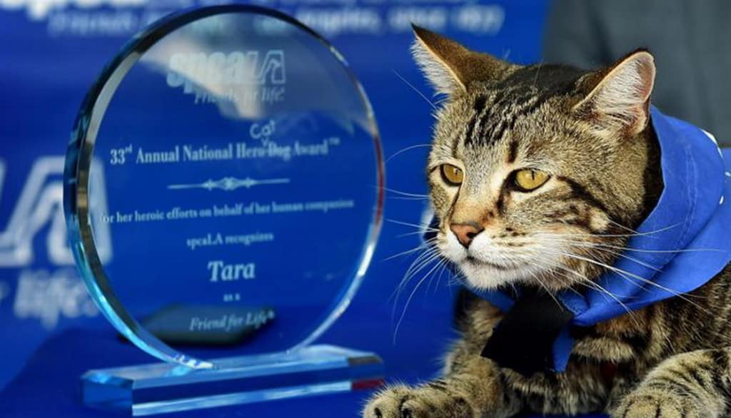 Tara, una gatta vince il premio “cane dell’anno”