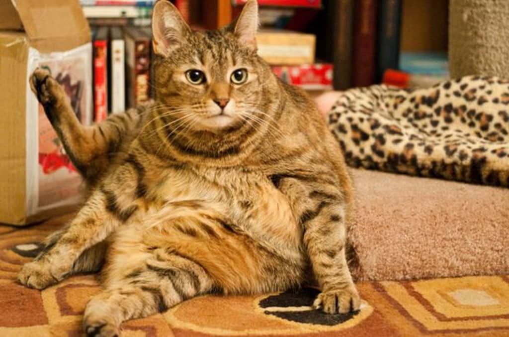Pancia molle del gatto: cause e rimedi