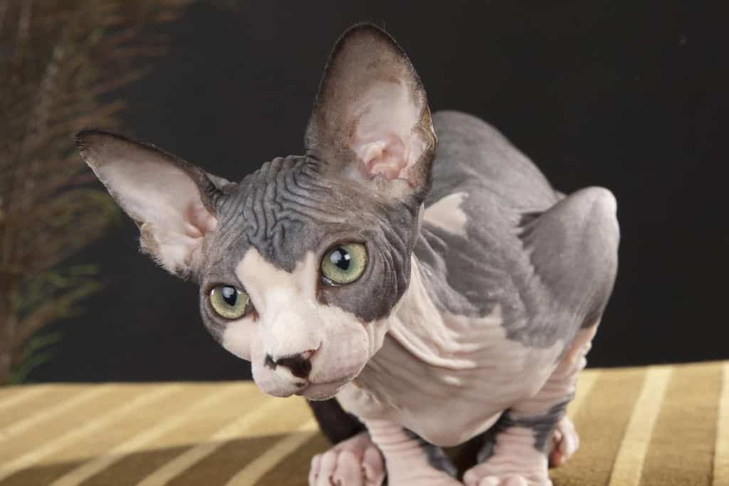 Come occuparsi di uno Sphynx