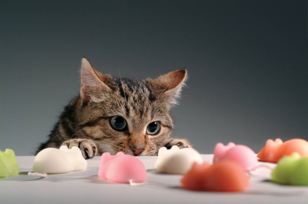 Giocare con il gatto? Non è così banale…