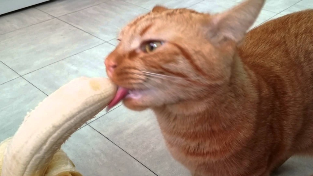 VIDEO – Mao, il gatto che adora mangiare banane