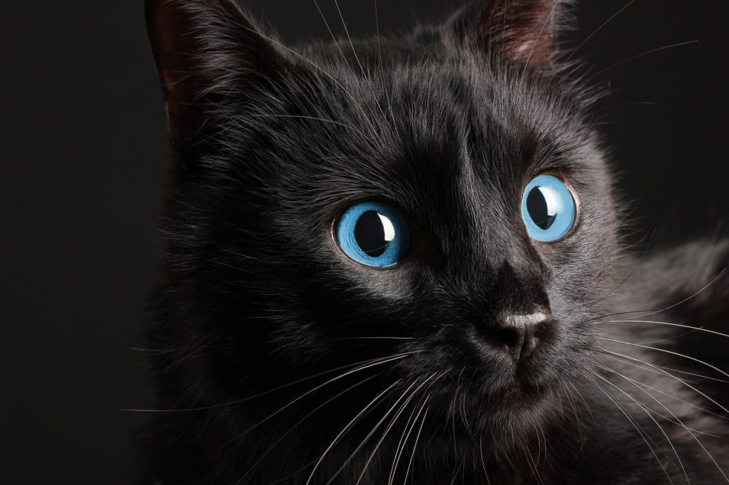 Curiosità: le 10 razze feline più recenti