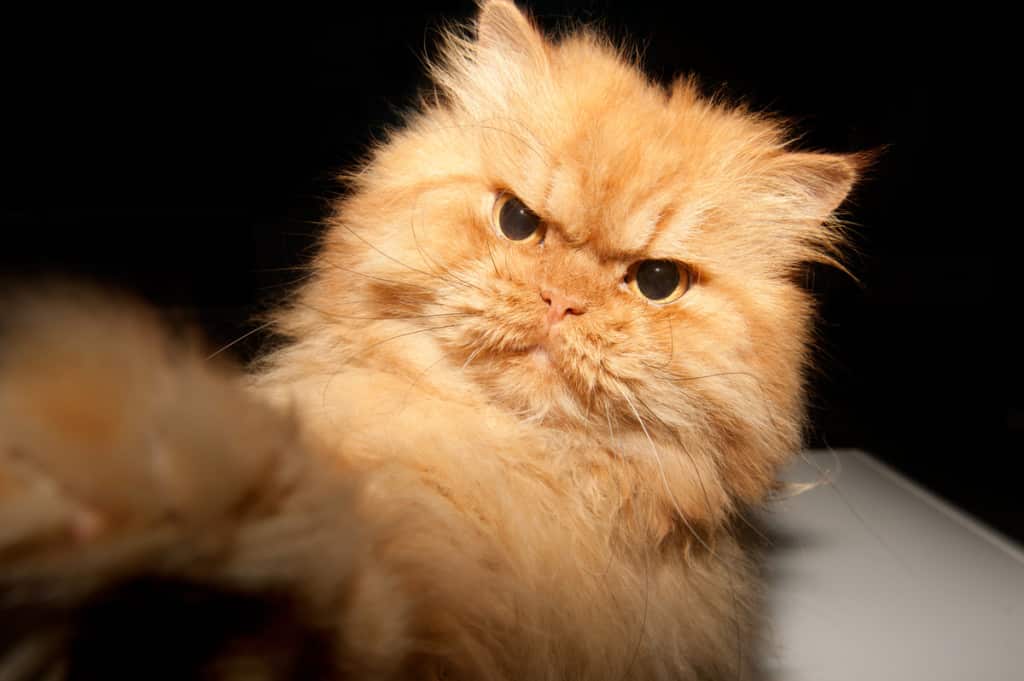 Foto – Garfi, il persiano imbronciato