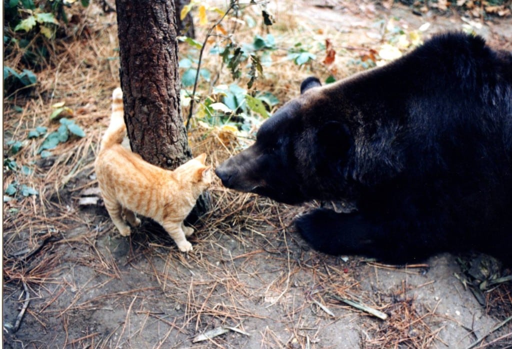 Griz & Cat: il grizzly e il gatto